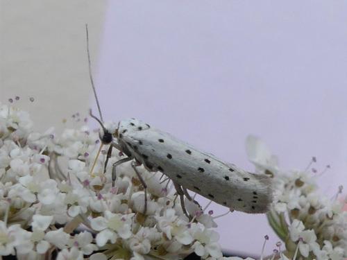 Yponomeuta sp.